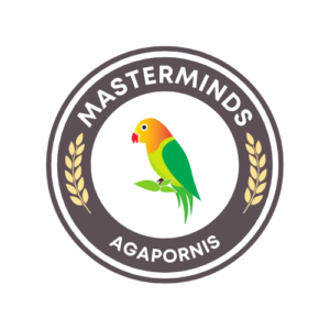 MASTERMINDS agapornis