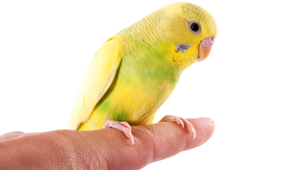 Periquito australiano posado en el dedo de su cuidador: un periquito manso sube a la mano sin miedo