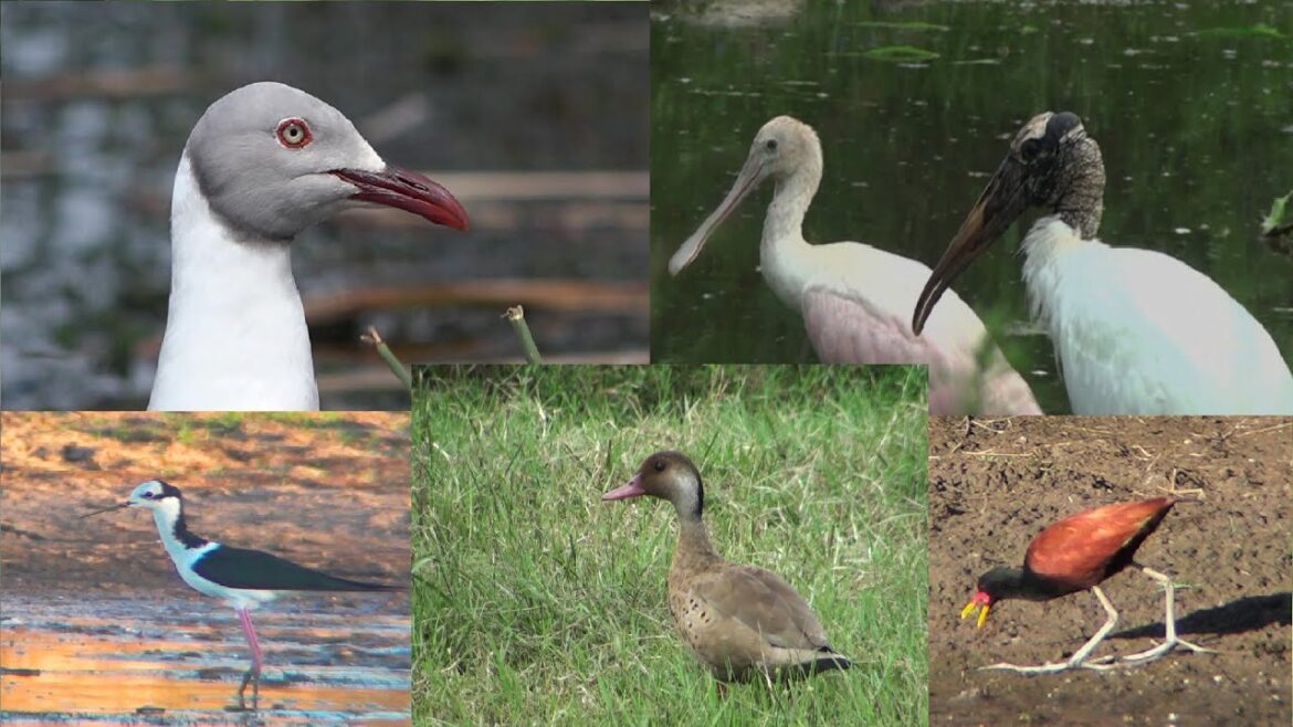 Aves Acuáticas