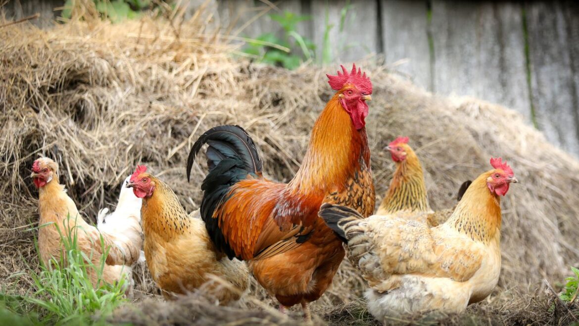 aves de granja