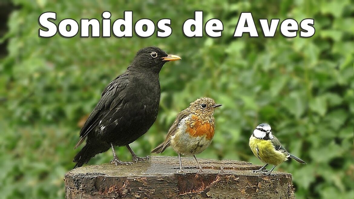 Aves de jardin