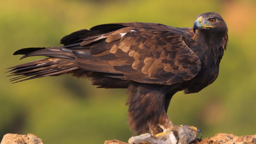 aves de presa