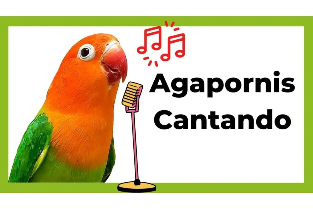 canto del agapornis