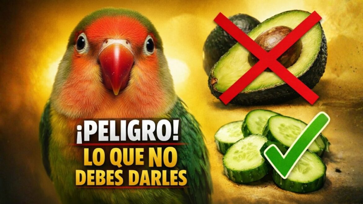 qué comen los agapornis