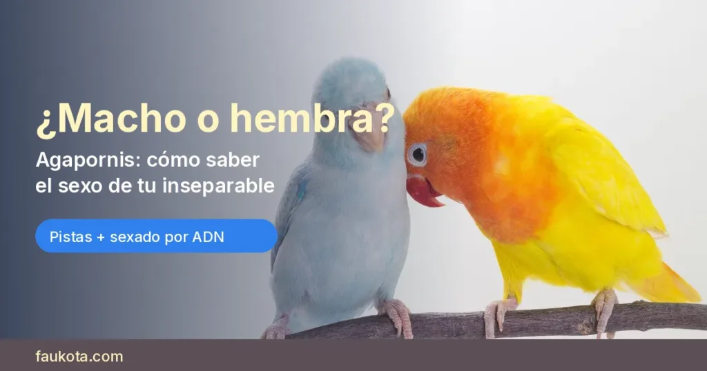 Pareja de agapornis en una rama con el texto «¿Macho o hembra?»: cómo saber el sexo de tu inseparable con pistas y sexado por ADN