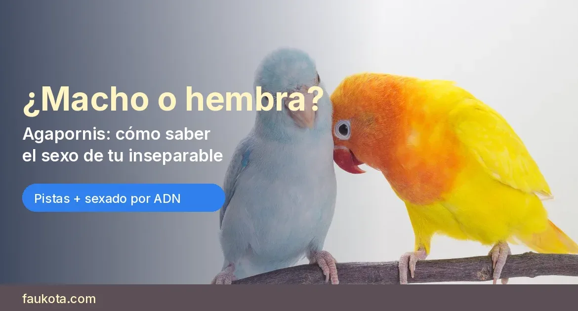 Pareja de agapornis en una rama con el texto «¿Macho o hembra?»: cómo saber el sexo de tu inseparable con pistas y sexado por ADN