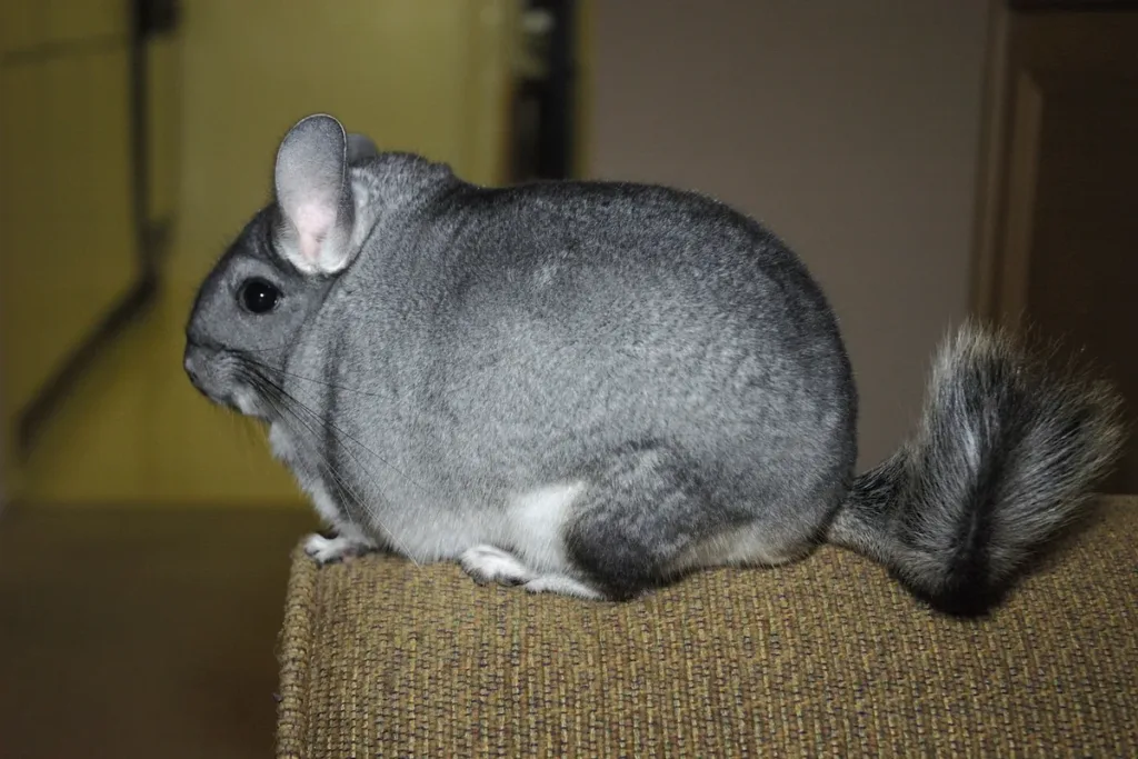 Chinchilla como mascota: chinchilla gris estándar de perfil