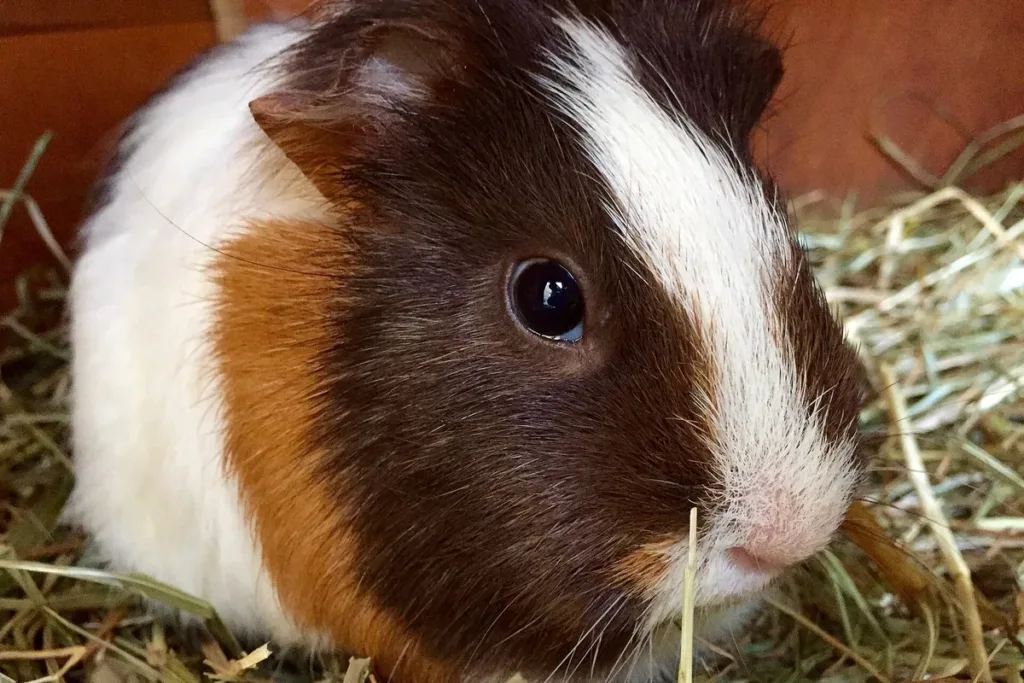 Cobaya como mascota: cobaya tricolor joven sobre heno