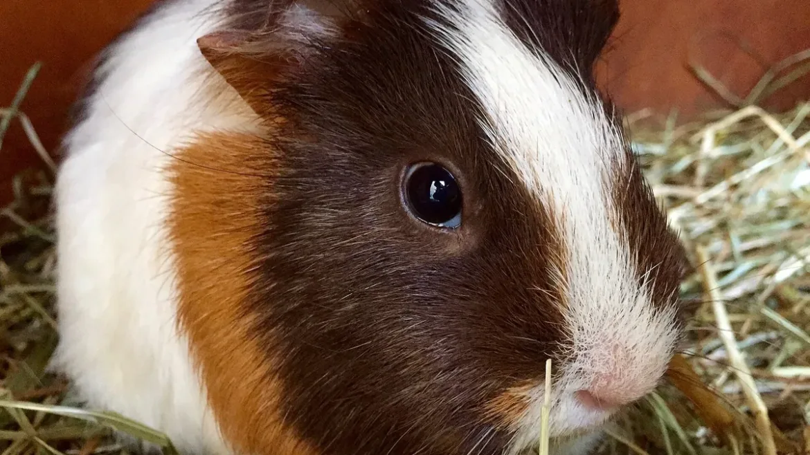 Cobaya como mascota: cobaya tricolor joven sobre heno