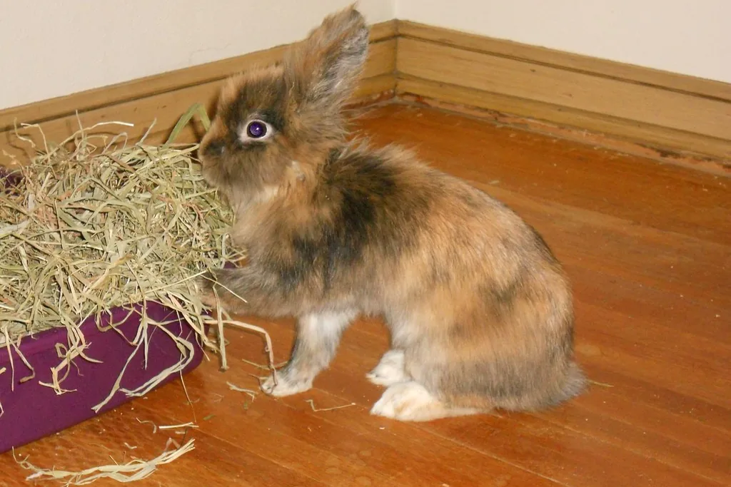 Conejo enano cabeza de león comiendo heno