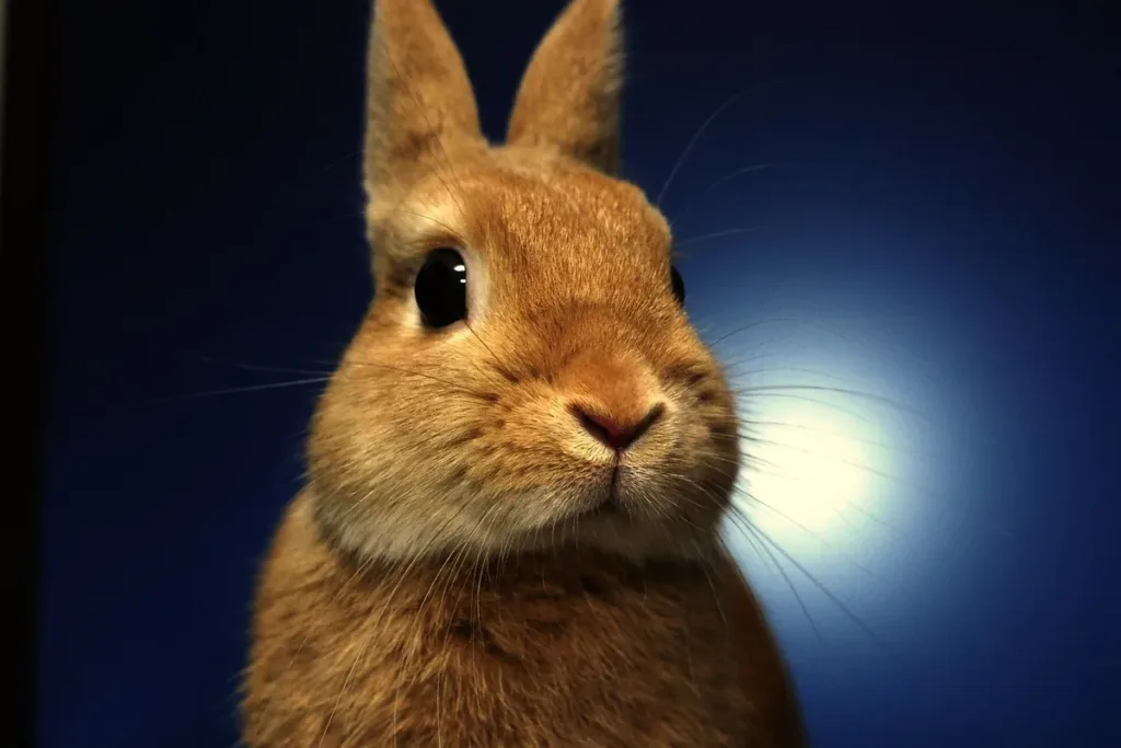 Conejo enano holandés de color naranja con sus orejas cortas