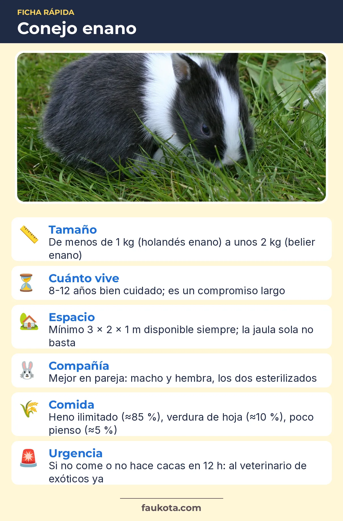 Infografía del conejo enano: tamaño, vida, espacio, compañía, comida y urgencias