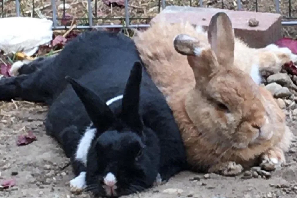 Pareja de conejos tumbados juntos: el conejo enano vive mejor acompañado