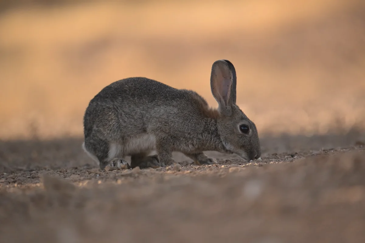 Conejo de campo en el sur de España: cuánto vive un conejo salvaje frente a uno doméstico