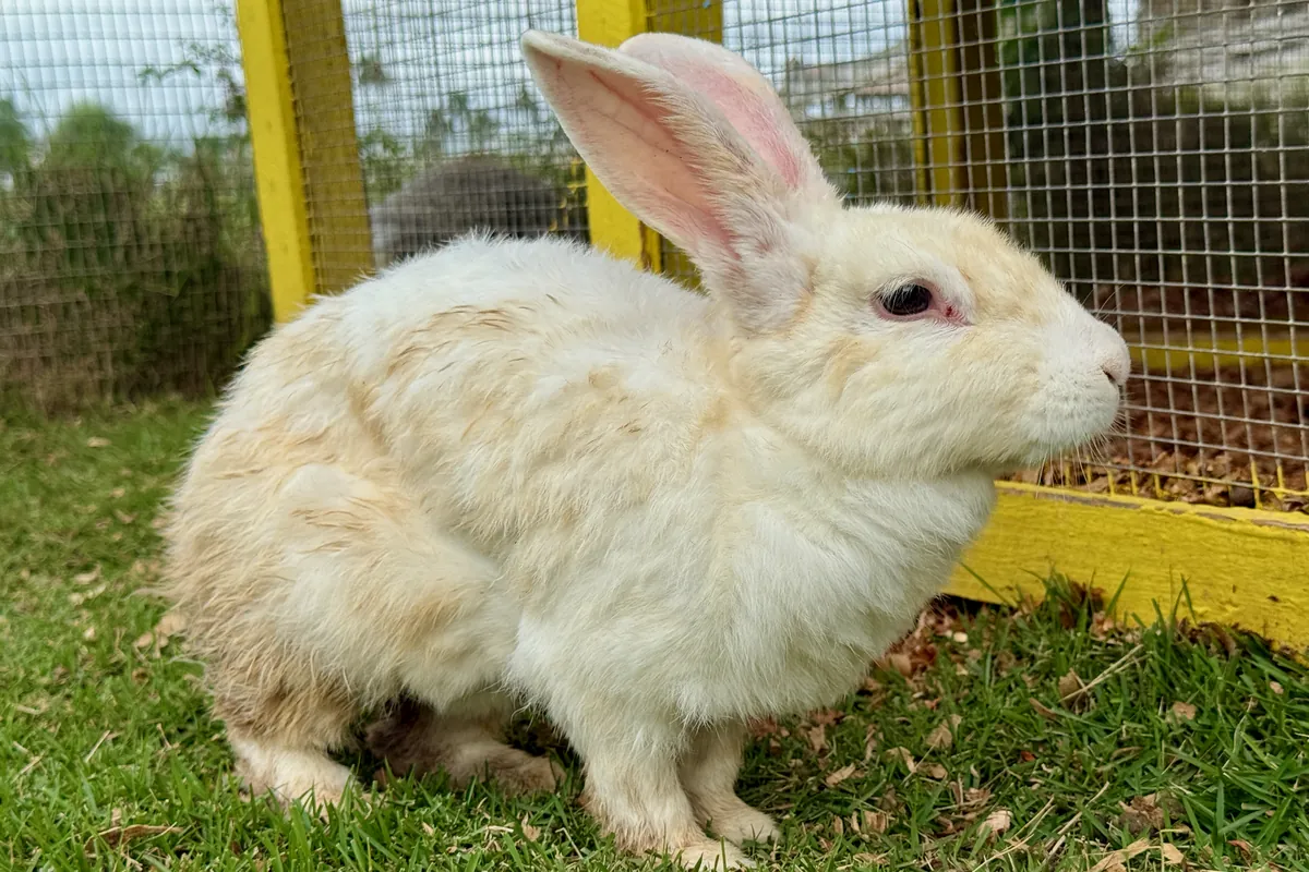 Conejo gigante de Flandes en la hierba: cuánto vive un conejo depende también de su tamaño