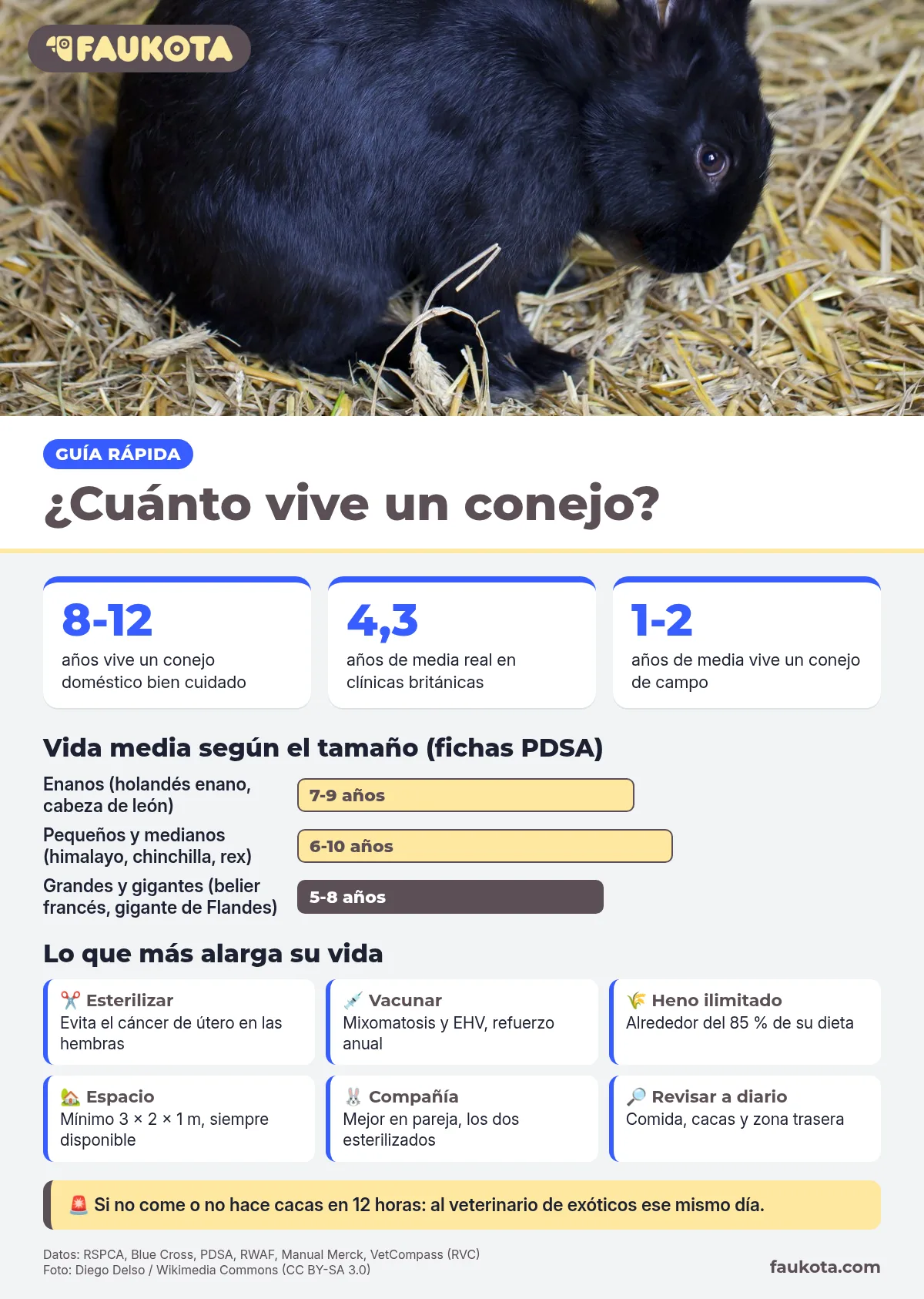 Infografía de cuánto vive un conejo: años de vida según su tamaño, media real y claves para alargarla