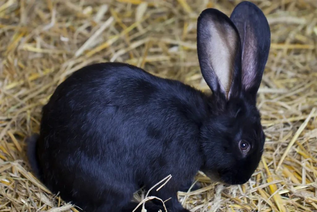 Conejo doméstico negro descansando sobre paja; cuánto vive un conejo depende sobre todo de sus cuidados
