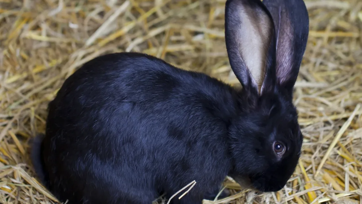 Conejo doméstico negro descansando sobre paja; cuánto vive un conejo depende sobre todo de sus cuidados