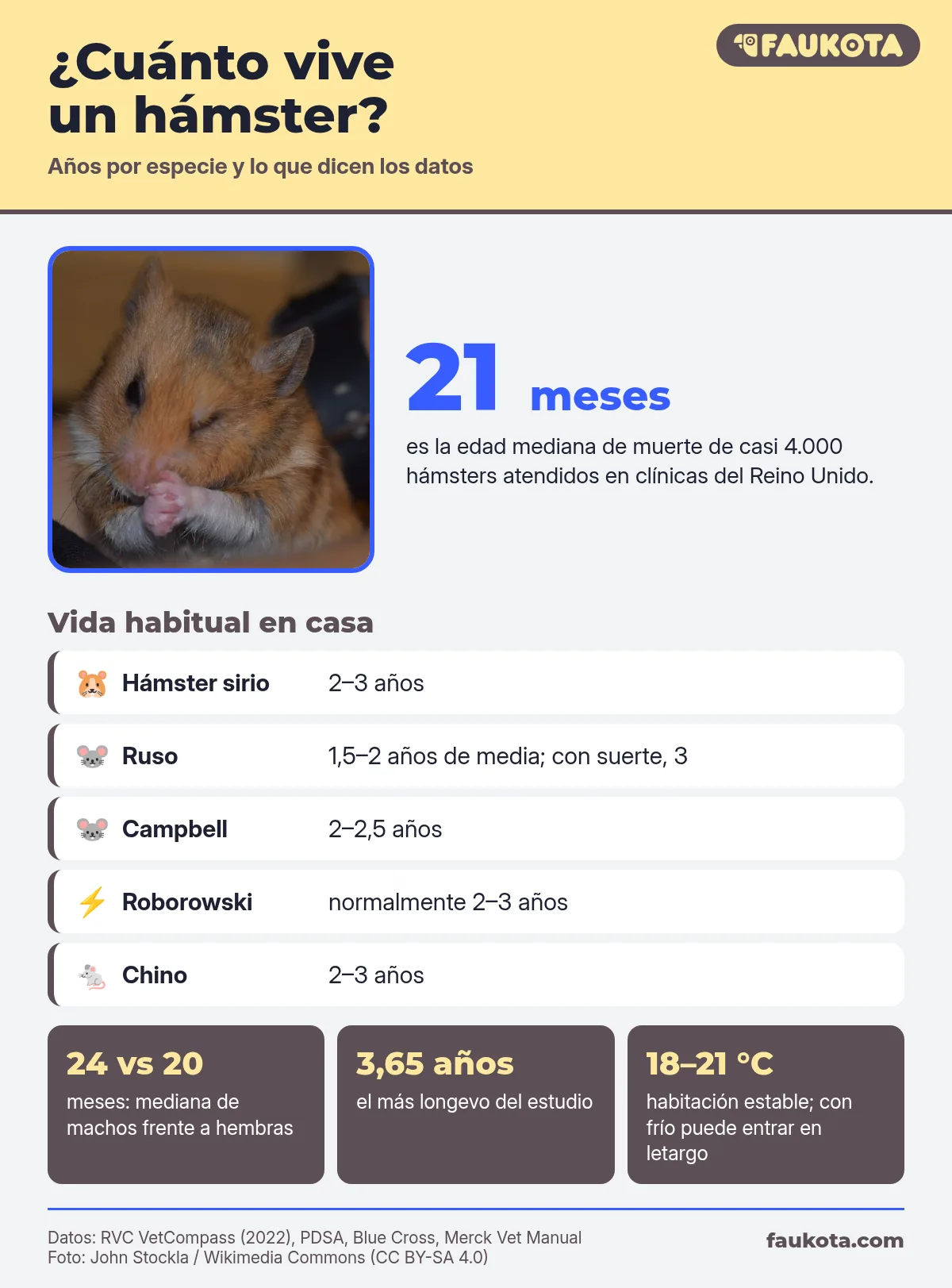 Infografía de cuánto vive un hámster: 21 meses de mediana y años por especie, del sirio al roborowski