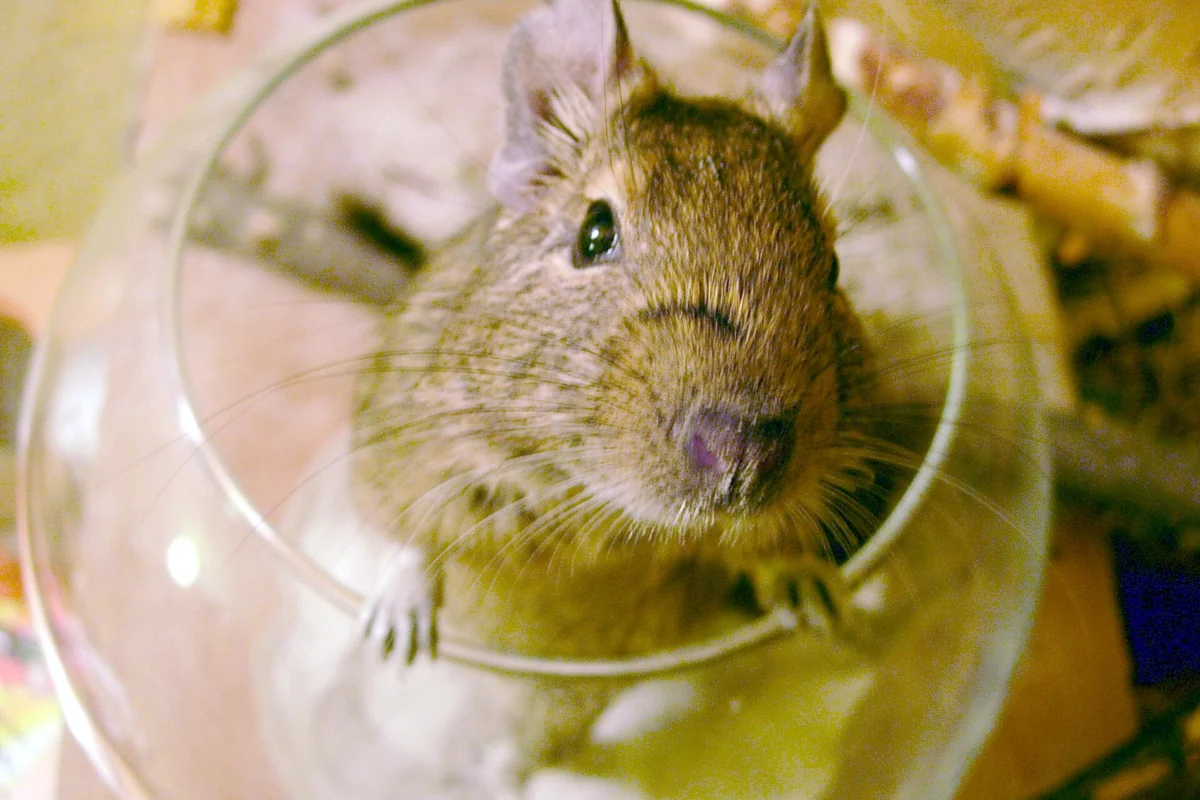 Degú dándose un baño de arena de chinchilla en un cuenco