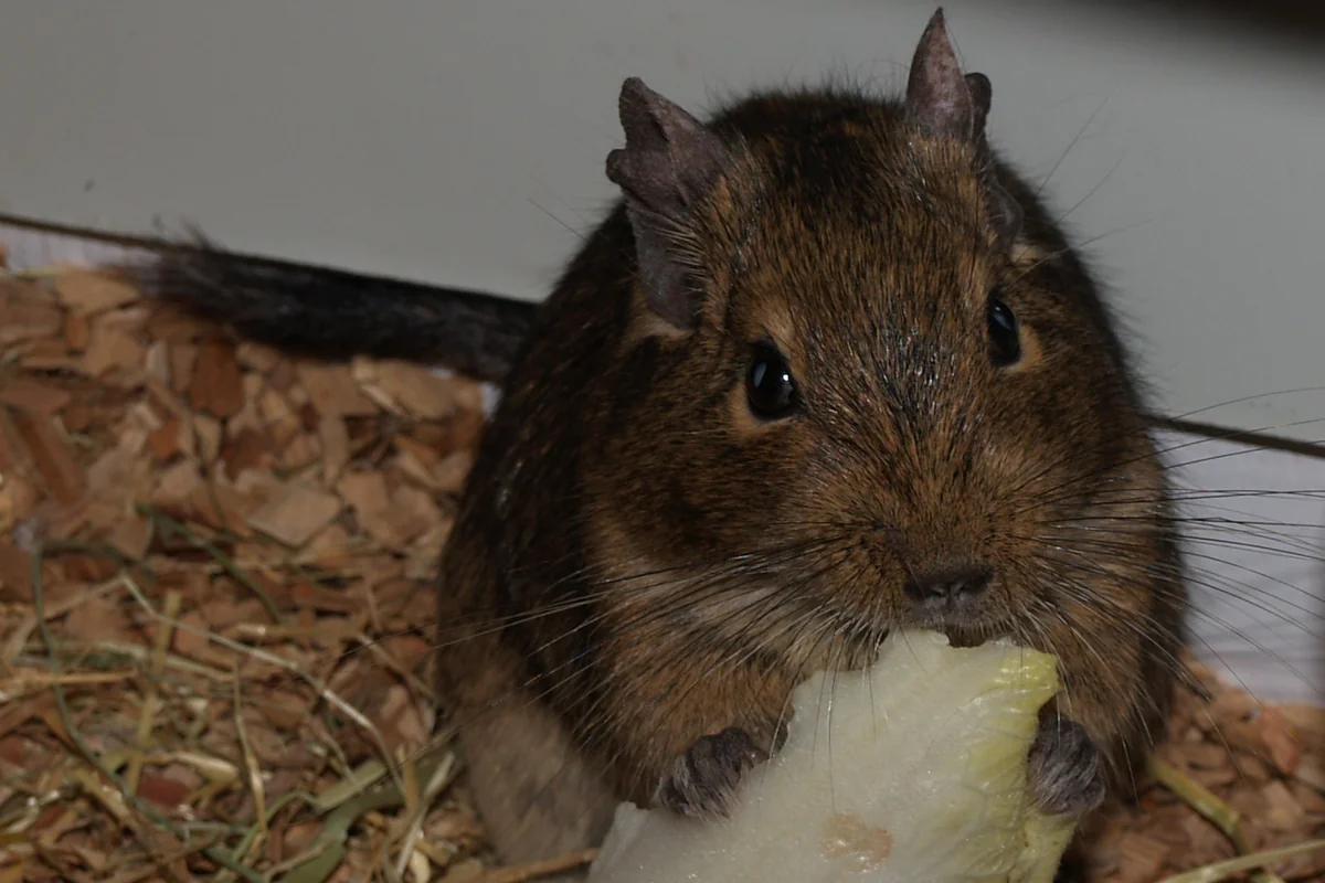 Degú comiendo una hoja de endibia, parte de lo que comen los degús junto al heno