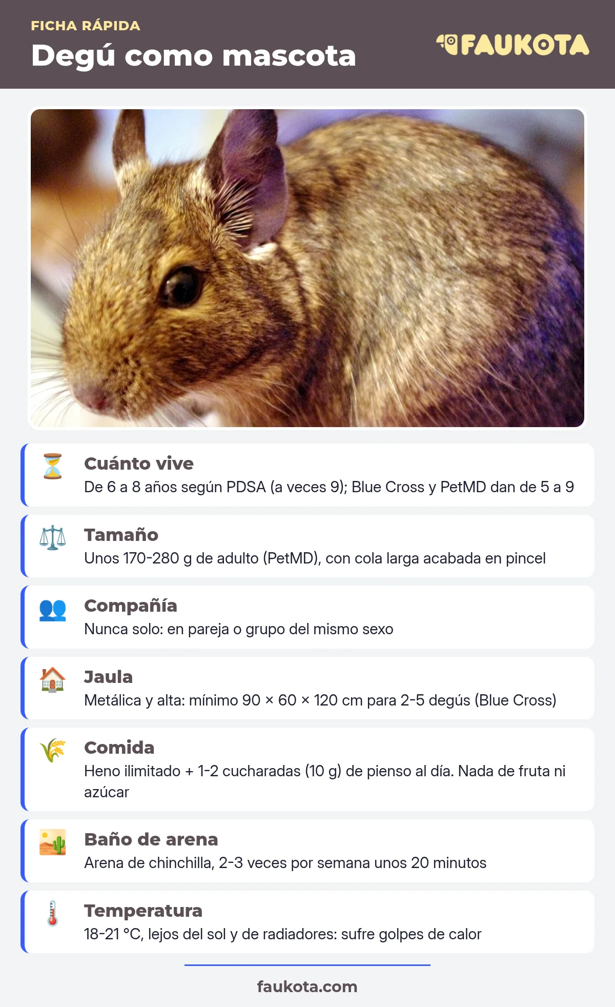 Infografía del degú como mascota: cuánto vive, tamaño, compañía, jaula, comida, baño de arena y temperatura