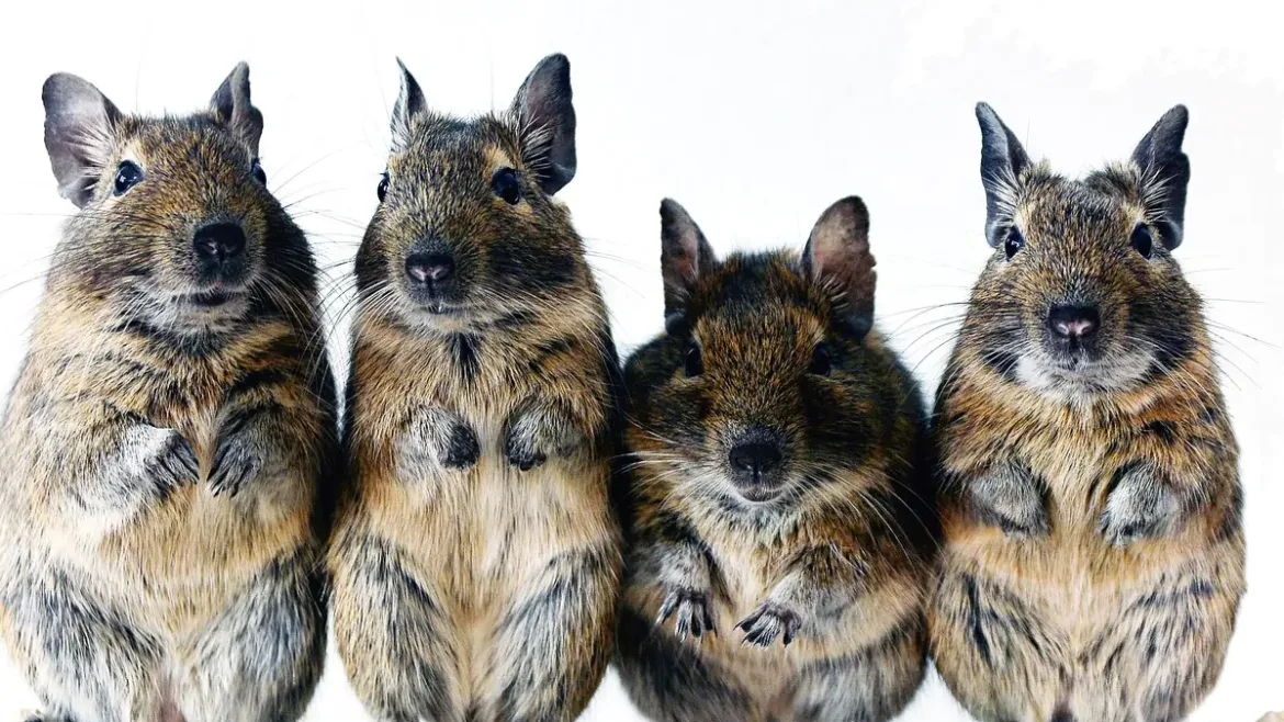 Degú como mascota: cuatro degús de pelaje pardo de pie, juntos y atentos
