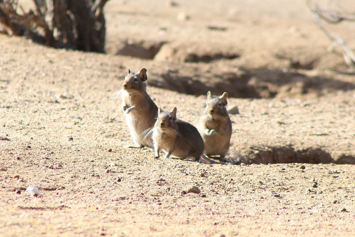 Tres degús silvestres en Chile asomando junto a su madriguera, el origen del degú como mascota