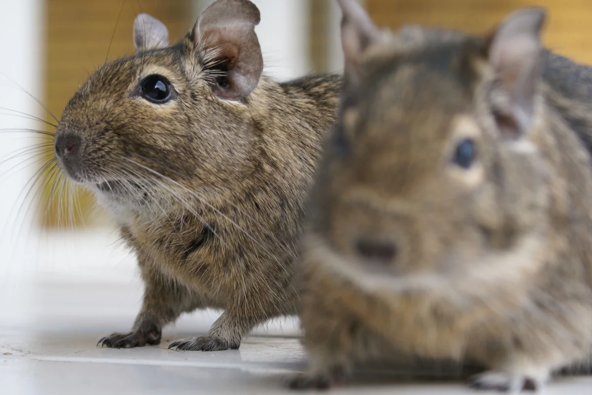 Pareja de degús juntos, porque el degú como mascota necesita compañía de su especie