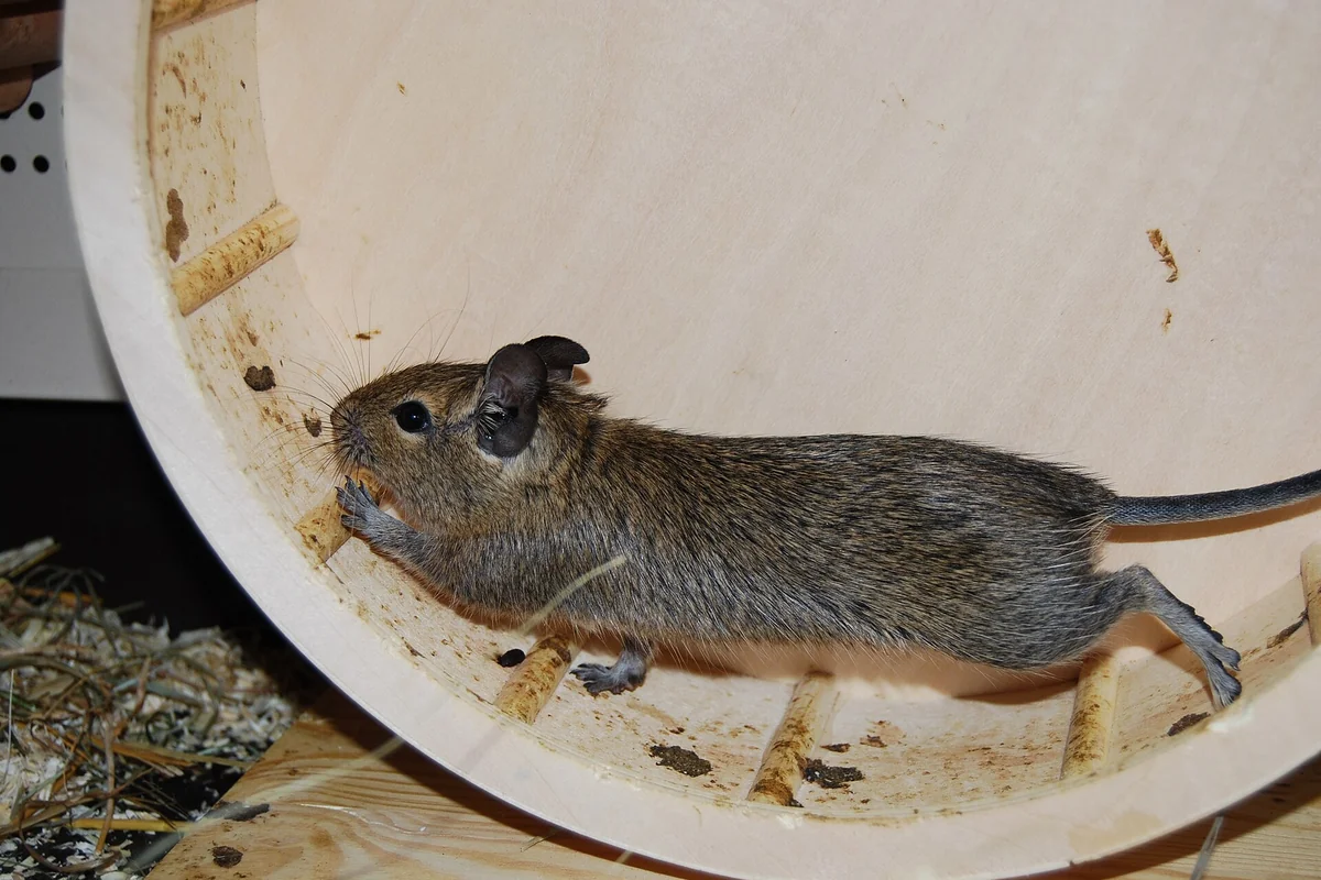 Degú corriendo en una rueda para degú de madera maciza, sin barrotes