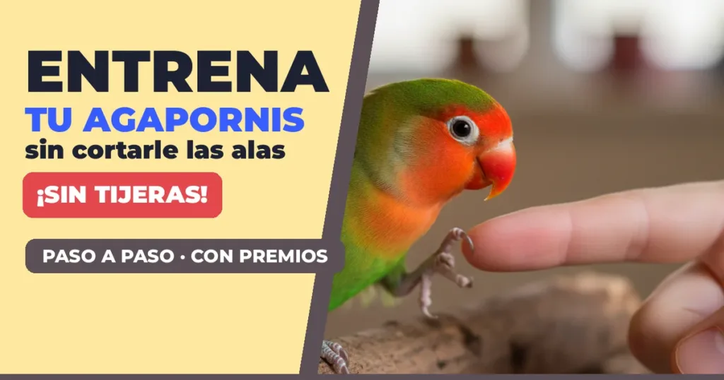 Agapornis de Fischer subiéndose a un dedo: cómo domesticar un agapornis sin cortarle las alas