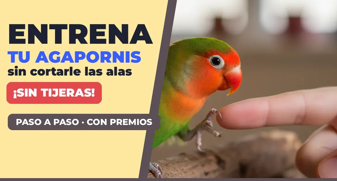 Agapornis de Fischer subiéndose a un dedo: cómo domesticar un agapornis sin cortarle las alas