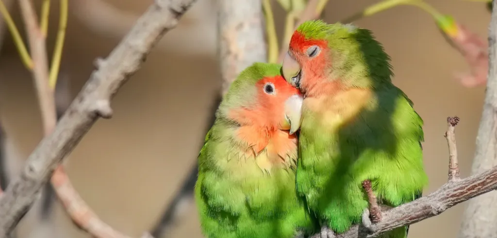 Pareja de agapornis roseicollis acurrucados en una rama