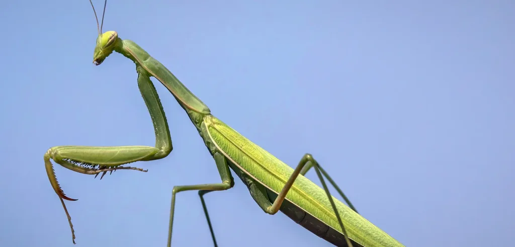 Mantis religiosa verde vista de cerca