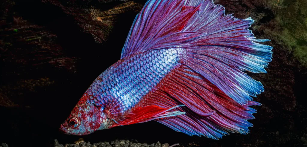 Pez betta azul y rojo con las aletas desplegadas en un acuario