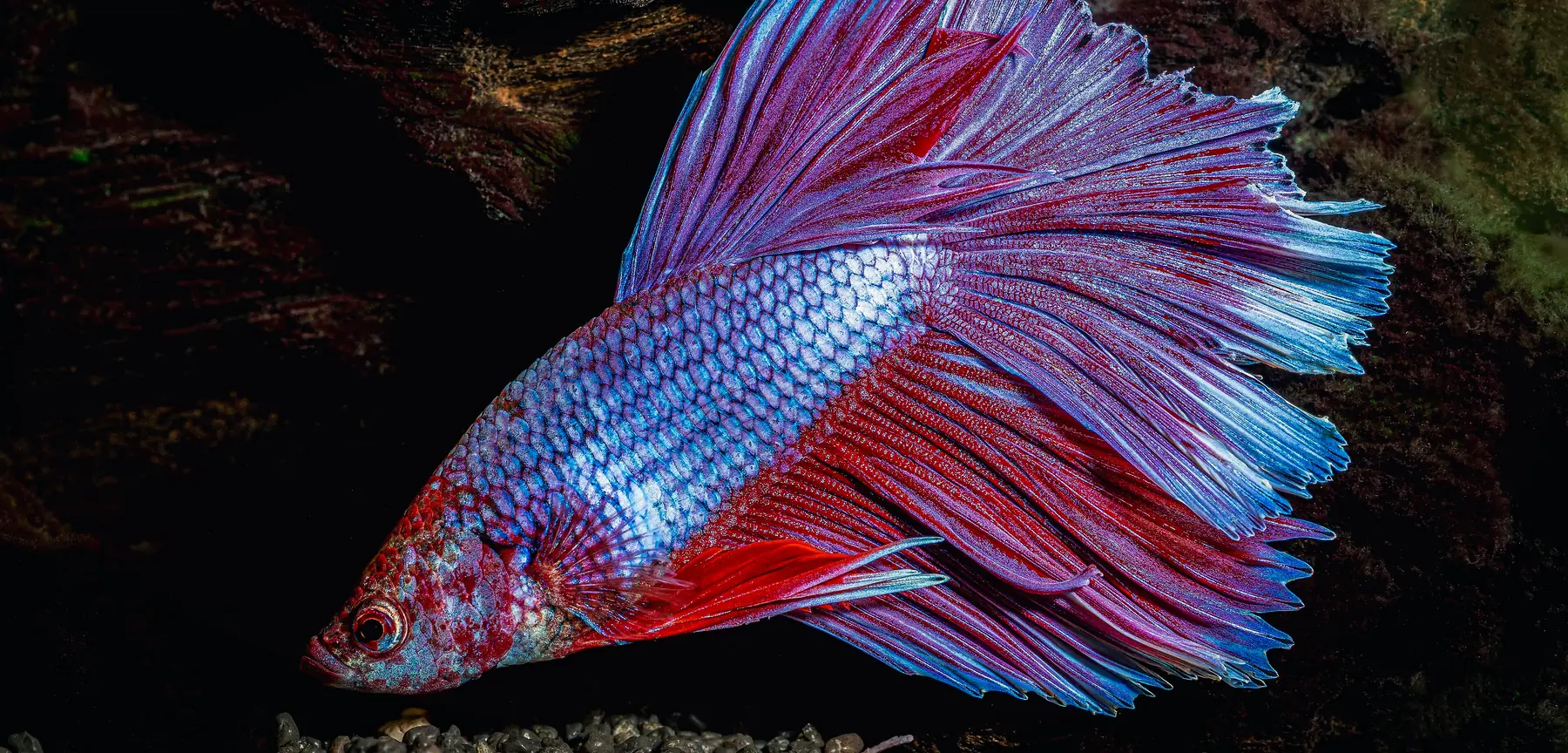 Peces