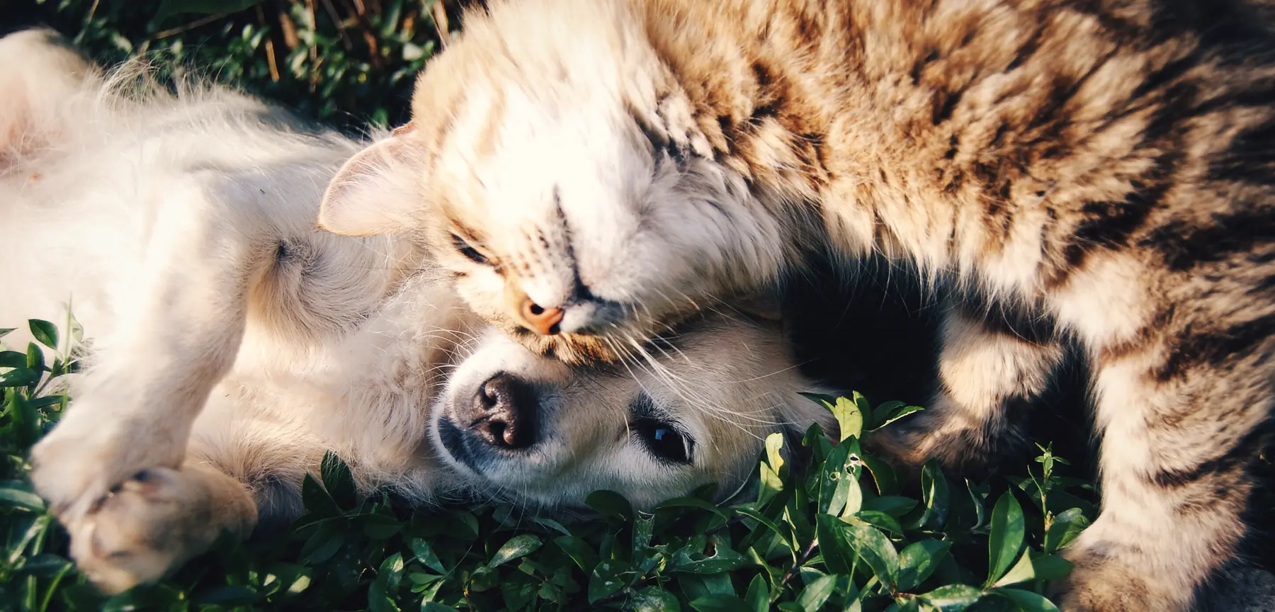 Perros y gatos
