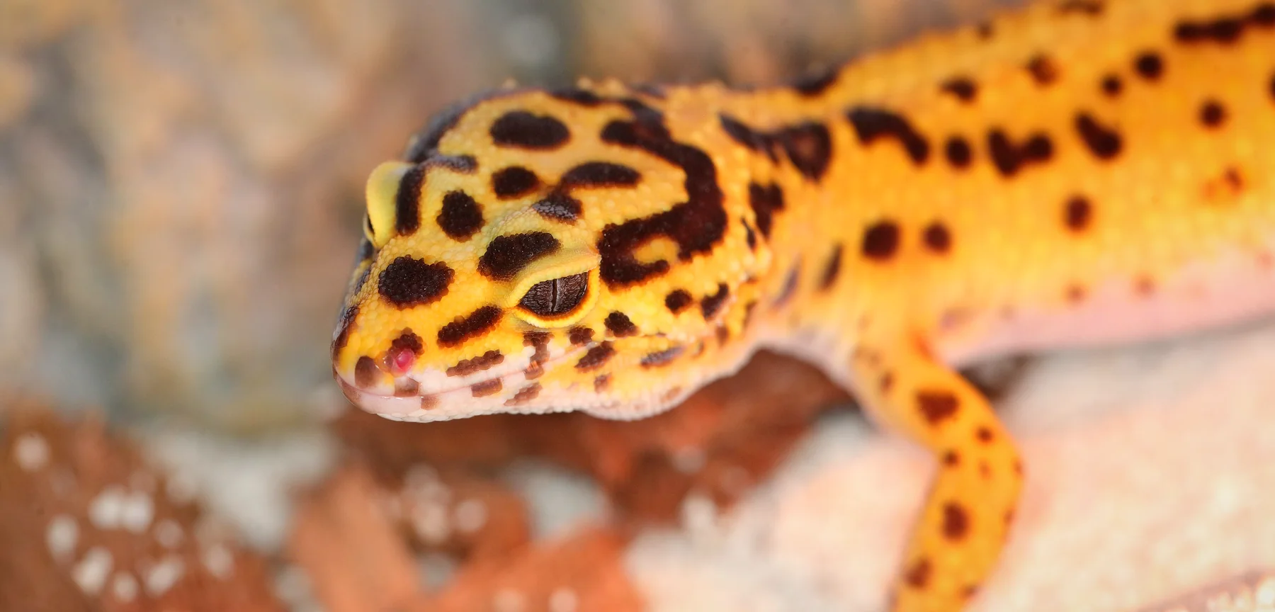 Reptiles y anfibios