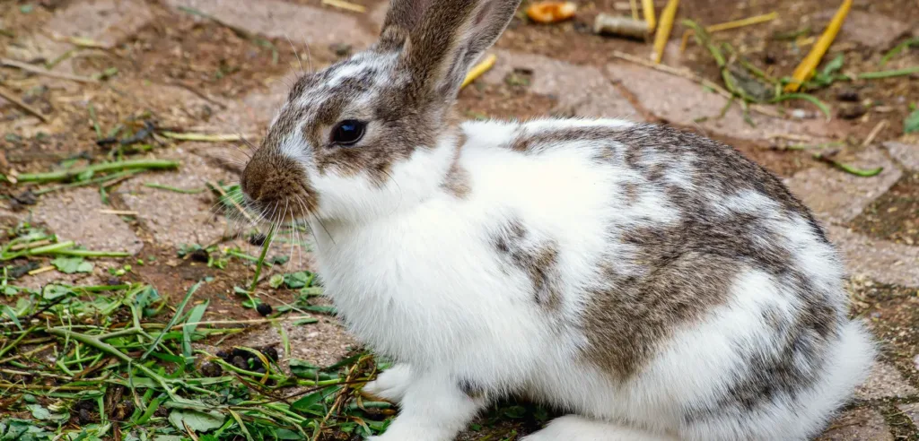 Conejo doméstico de pelo marrón sentado en la hierba al sol