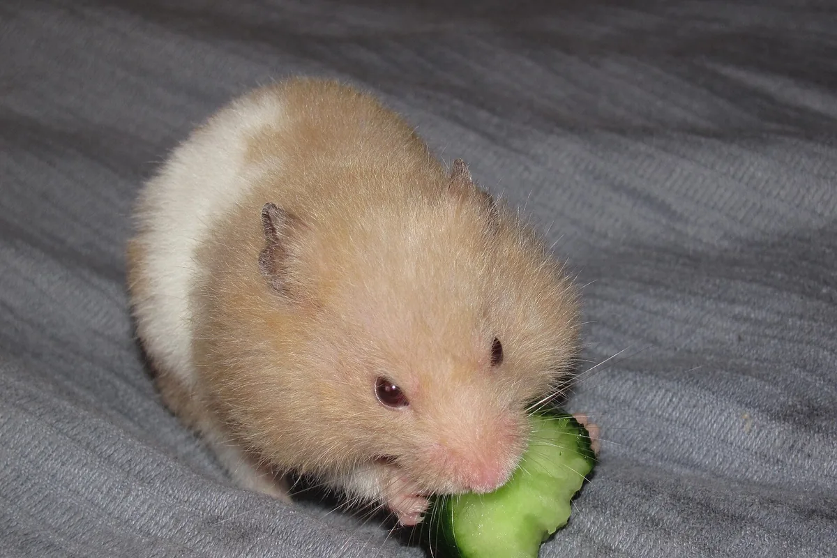 Hámster como mascota comiendo un trozo de pepino