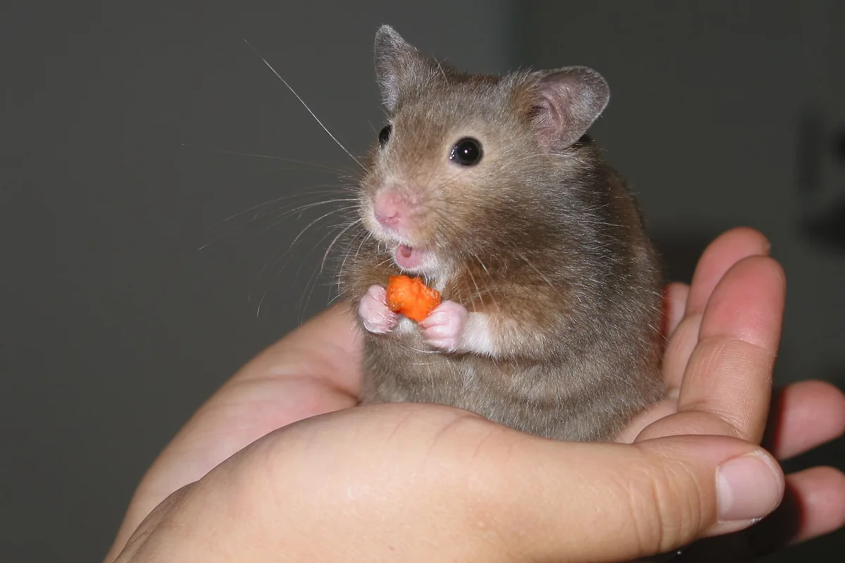 Hámster como mascota sentado en la palma de la mano de su cuidador