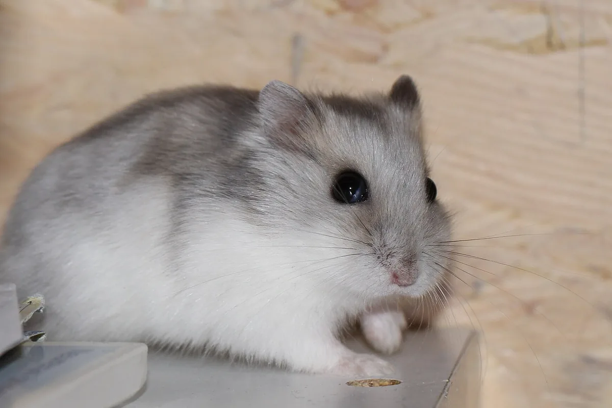 Hámster enano ruso (Phodopus sungorus), uno de los tipos de hámster como mascota