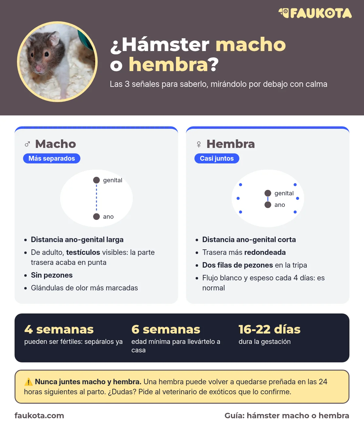 Infografía para saber si un hámster es macho o hembra: distancia ano-genital, testículos y pezones