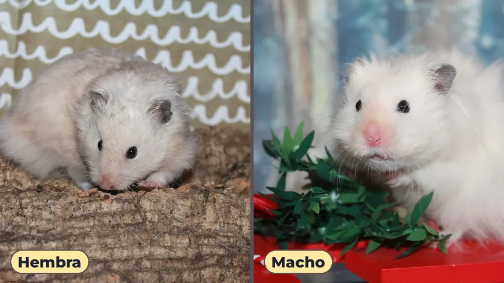 Hámster macho o hembra: hembra y macho de hámster sirio de pelo largo, uno junto al otro