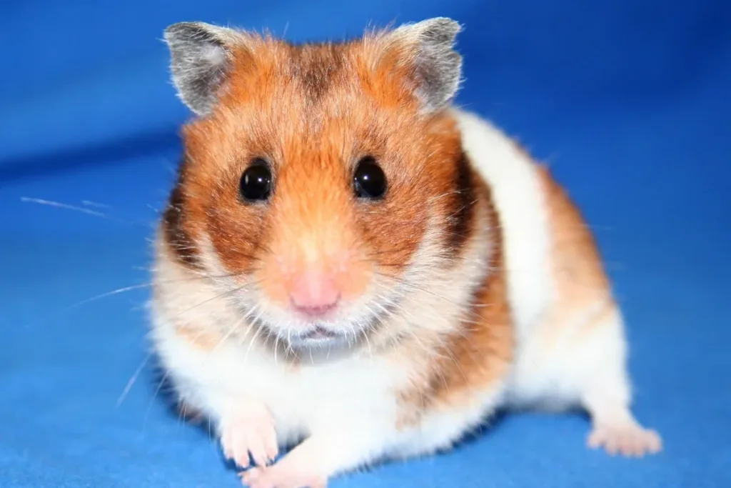 Hámster como mascota: hámster sirio de pelo naranja y blanco mirando a cámara