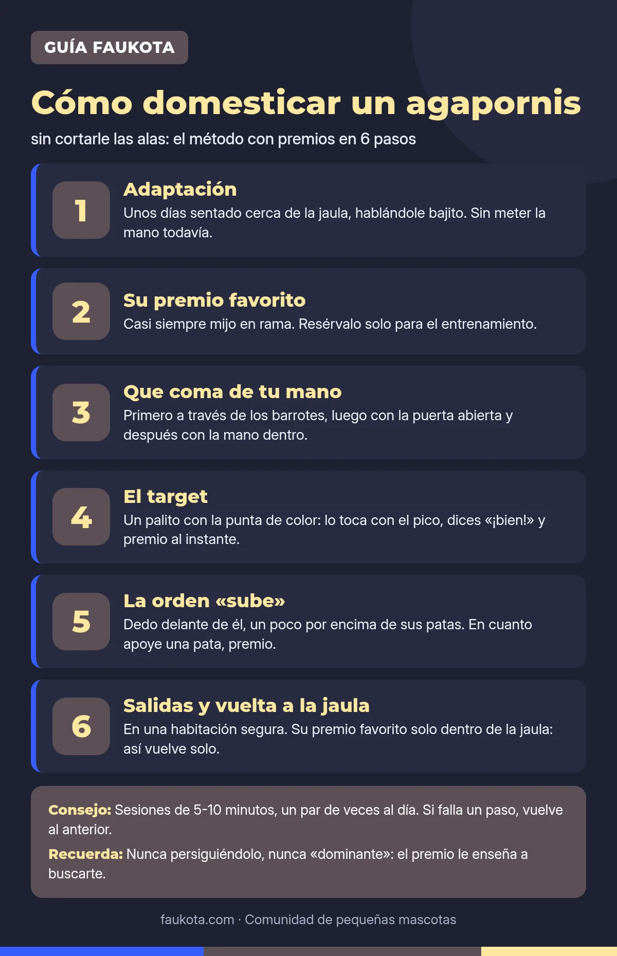 Infografía: cómo domesticar un agapornis sin cortarle las alas en 6 pasos con premios
