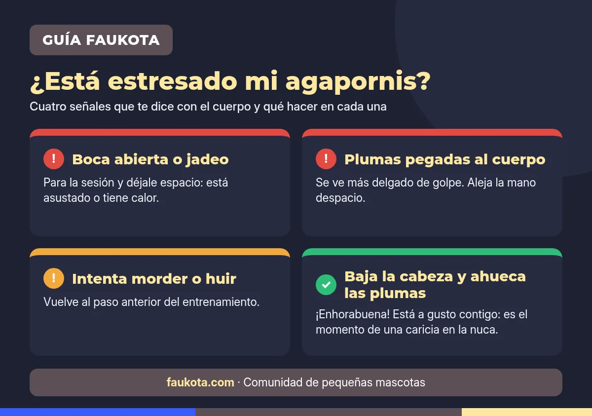 Señales de estrés en un agapornis durante el entrenamiento y qué hacer en cada caso