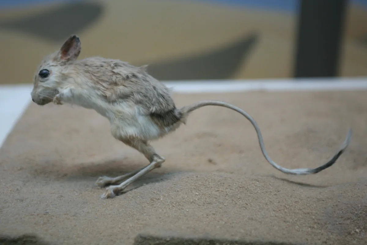 Jerboa egipcia saltando en la arena, un animal distinto del jerbo de Mongolia