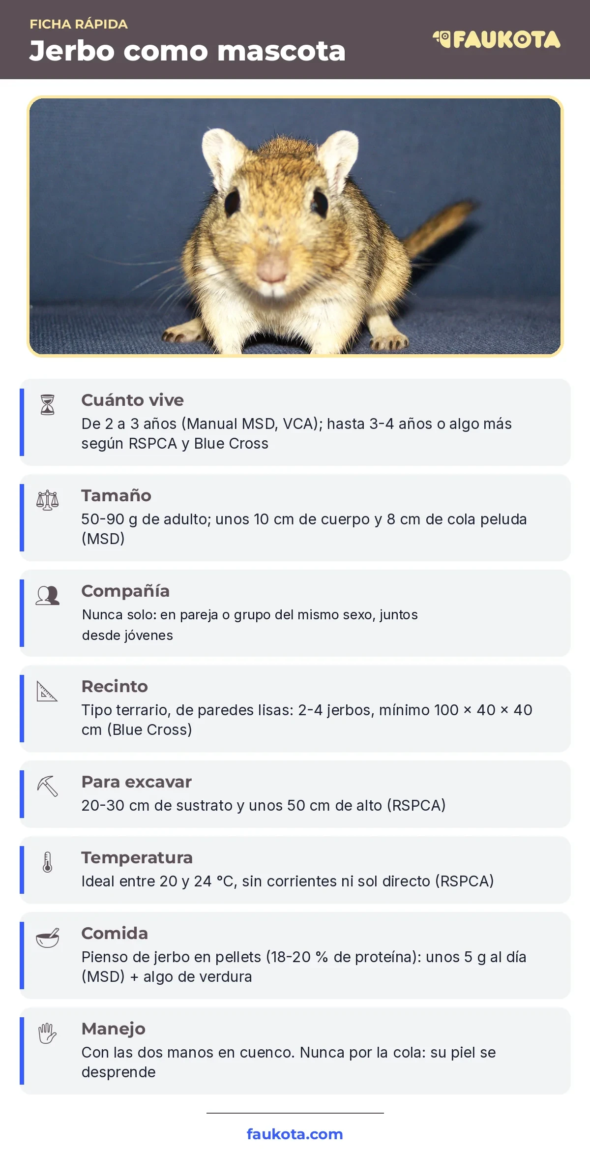 Infografía del jerbo como mascota: cuánto vive, tamaño, compañía, recinto, sustrato, temperatura, comida y manejo