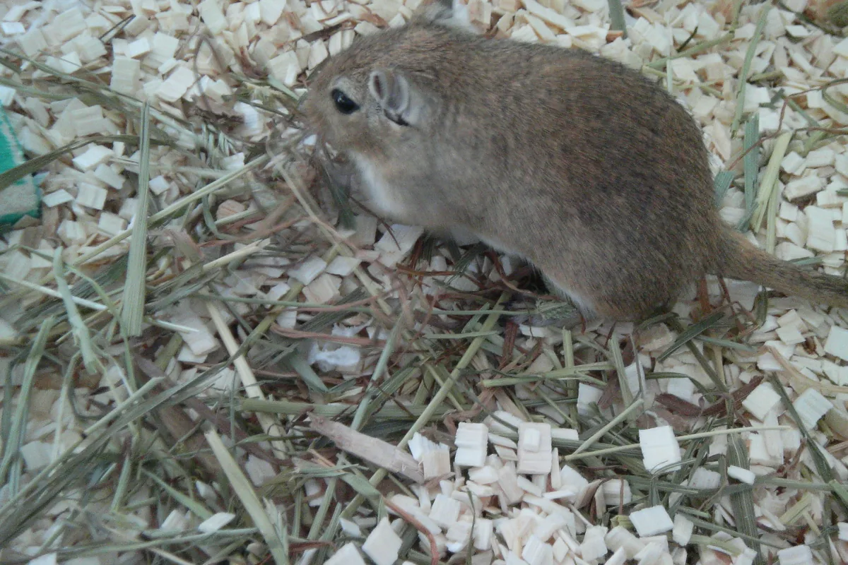 Jerbo de Mongolia royendo heno sobre viruta en su terrario